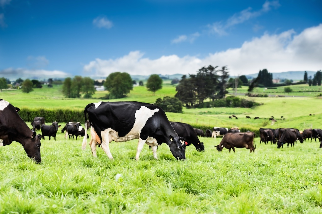 Giải pháp nào đảm bảo ổn định nguồn thức ăn chăn nuôi gia súc (21/09/2022)